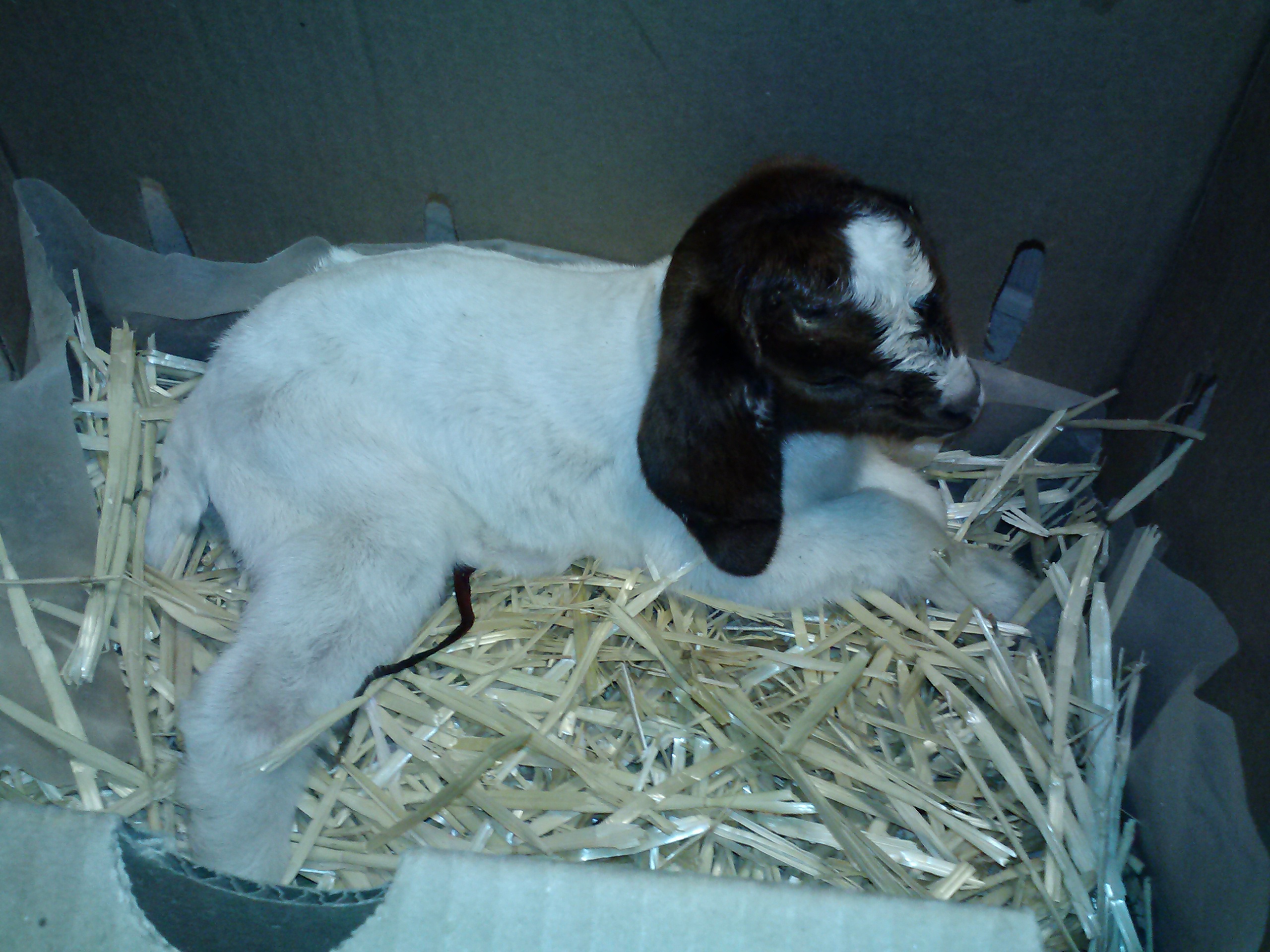 Boer Baby Goat Living Well Ranch