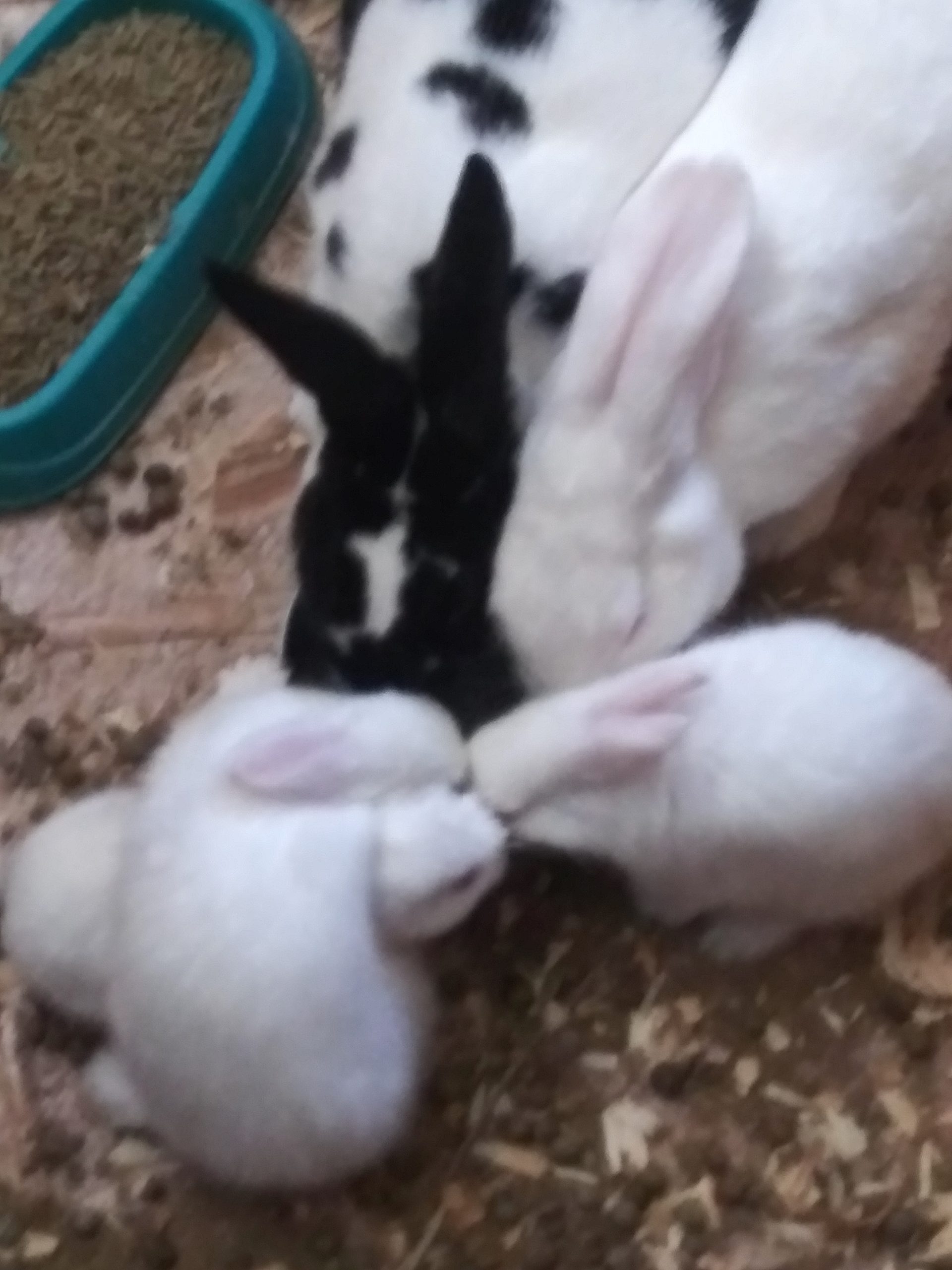Rabbits and kits enjoying breakfast