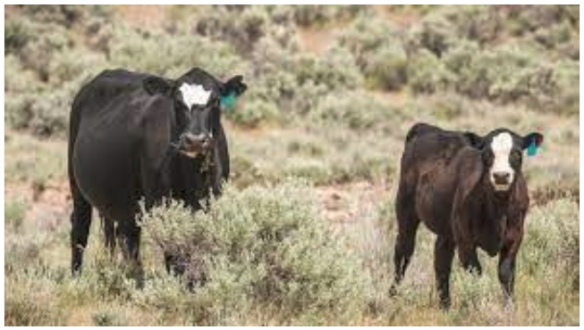 Beef Cattle