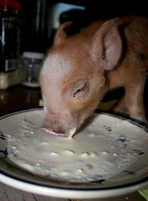 Baby enjoying supplemental milk inside