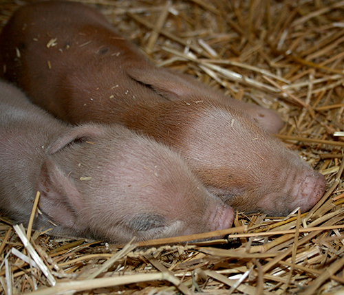 Piglets resting comfortably after making the jump to planet earth.